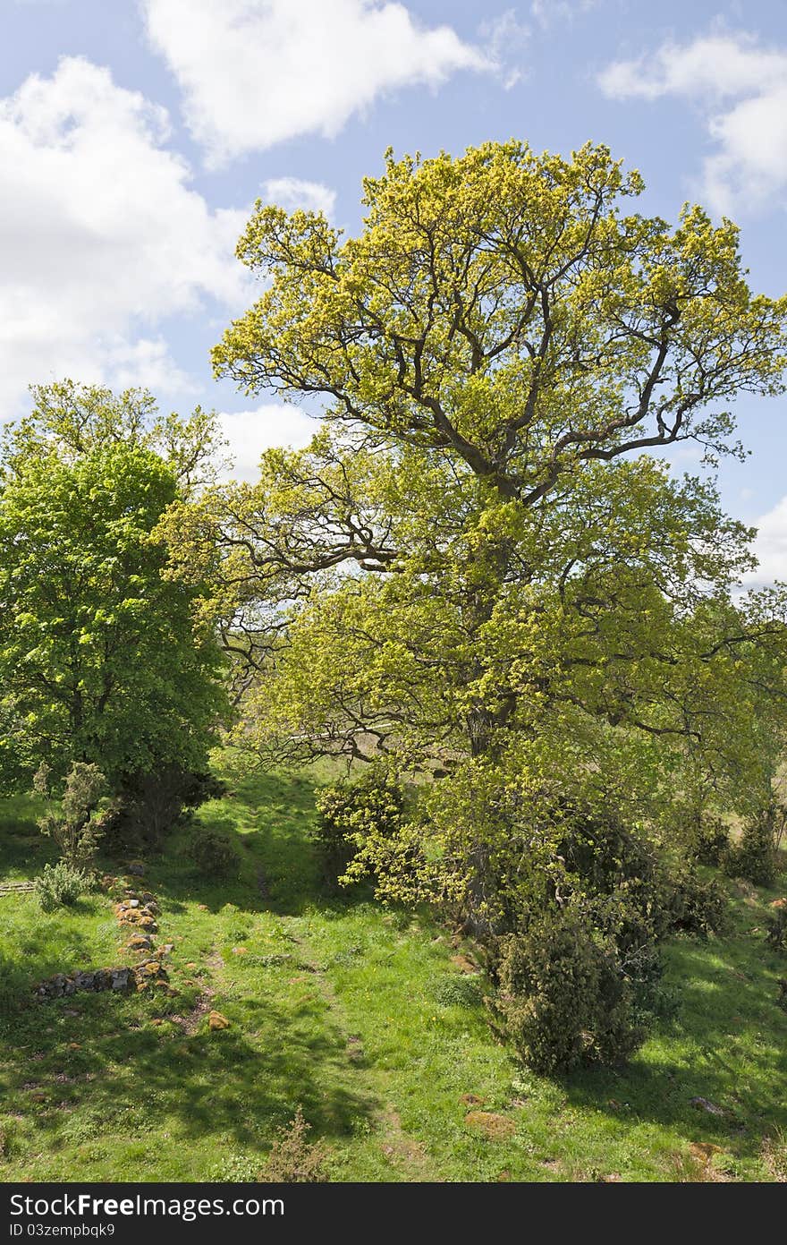 Footpath that runs through a pasture. Footpath that runs through a pasture