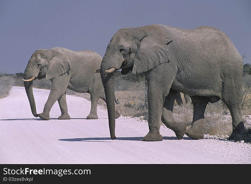 African elephant (loxodonta africana) in the Etosha National Park, Namibia