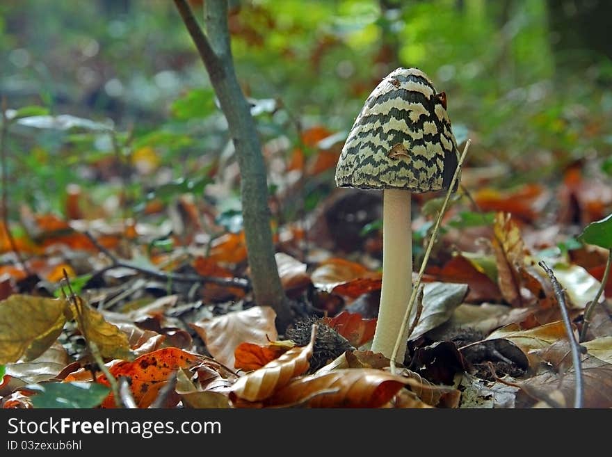 Mushroom in autumn forest