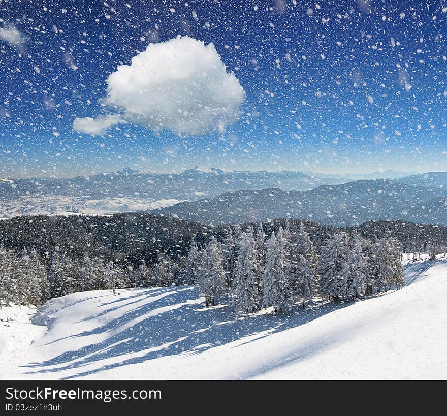 Winter landscape with fur-trees and fresh snow. Ukraine, Carpathians