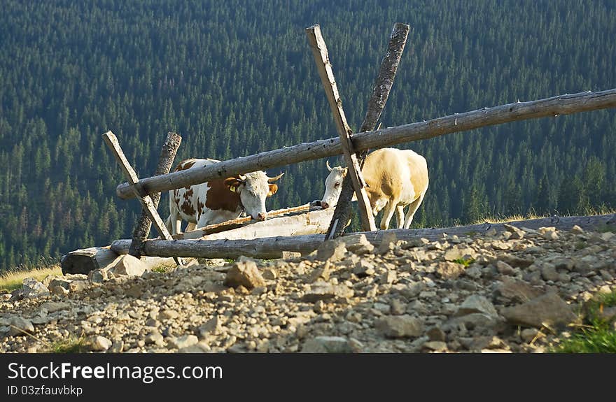 Cows at a drinking-trough