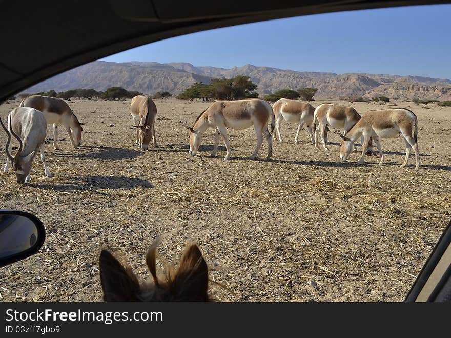 Protected animals in Hai-Bar reservation, Eilat