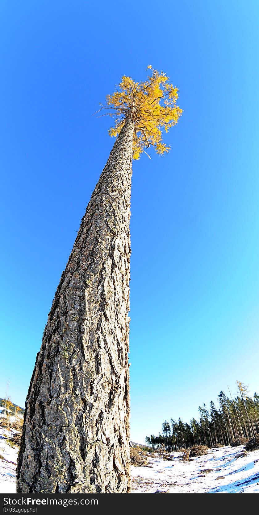 Autumn sky and ed tree, fall of the leaves,larch. Autumn sky and ed tree, fall of the leaves,larch