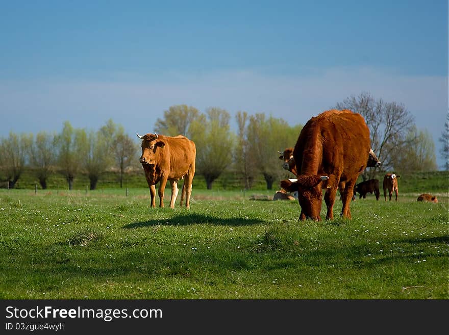 Cows on a meadow