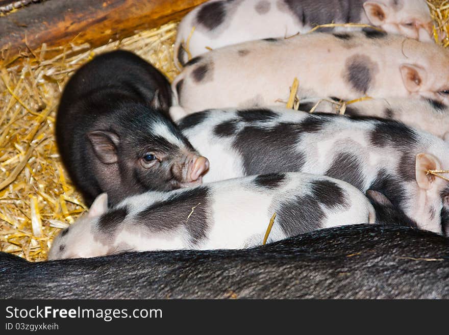 Small pigs at home withaut parents. Small pigs at home withaut parents