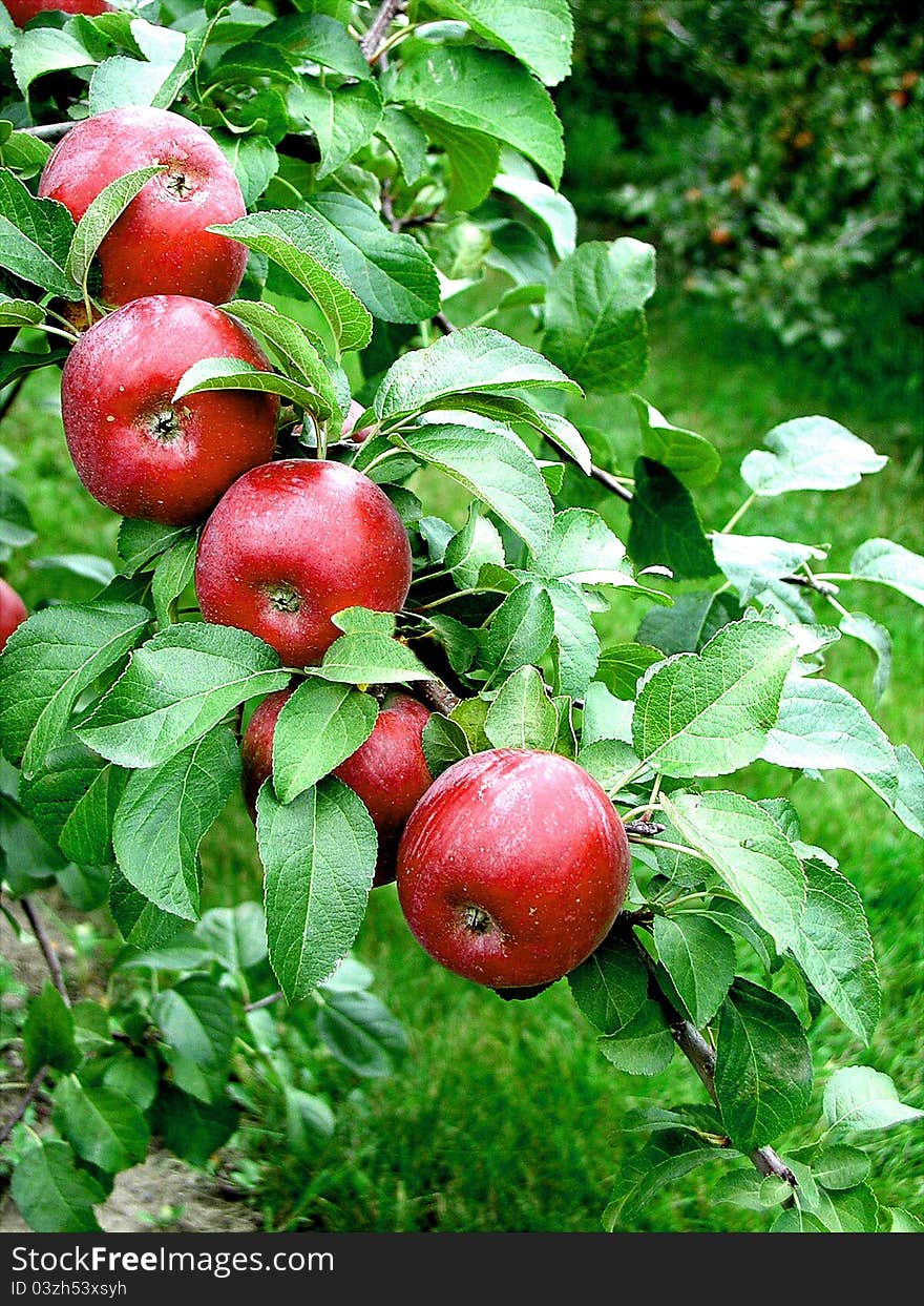 Apples ready for harvesting in the fall. Apples ready for harvesting in the fall