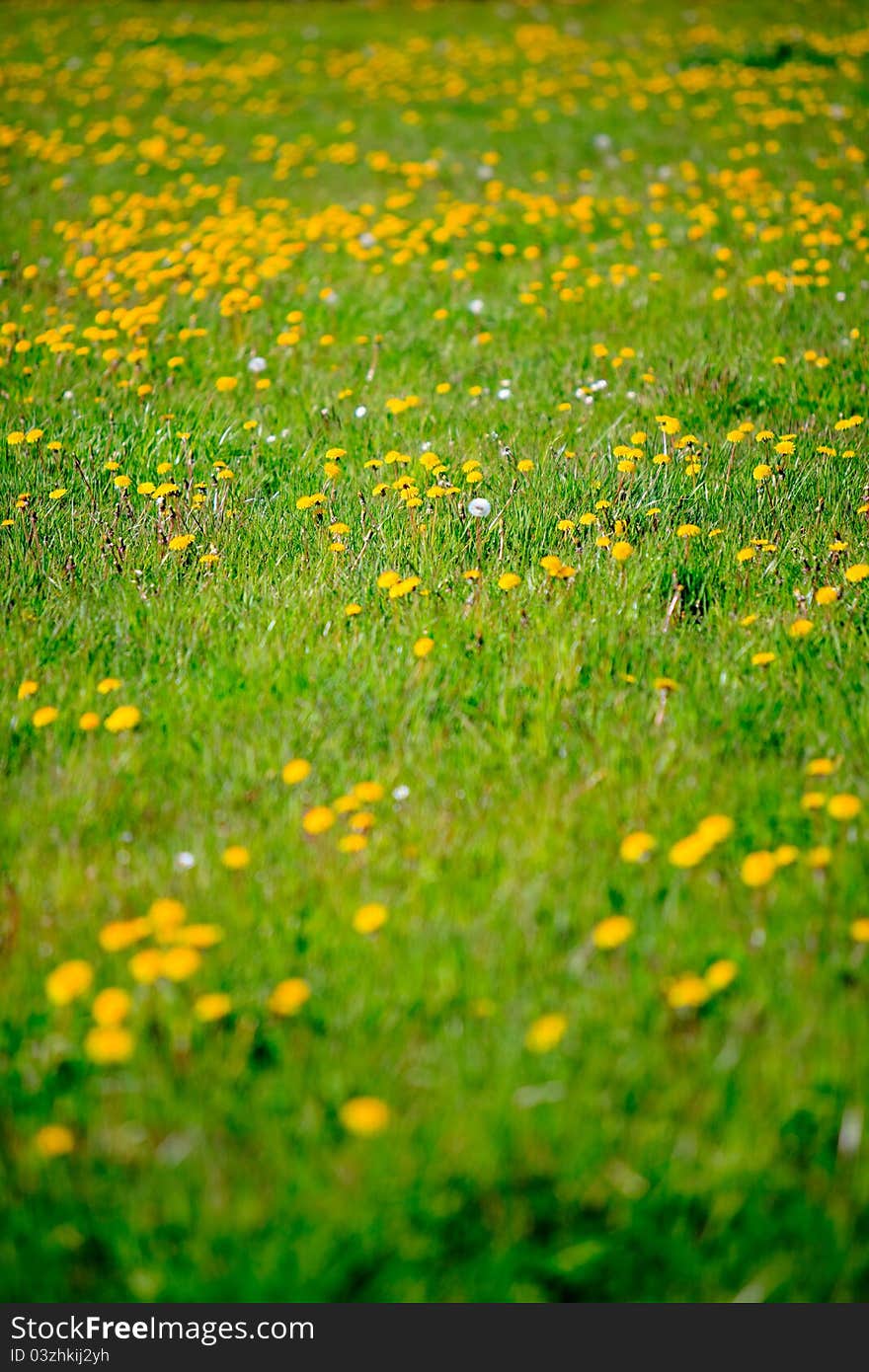 Dandelions in spring