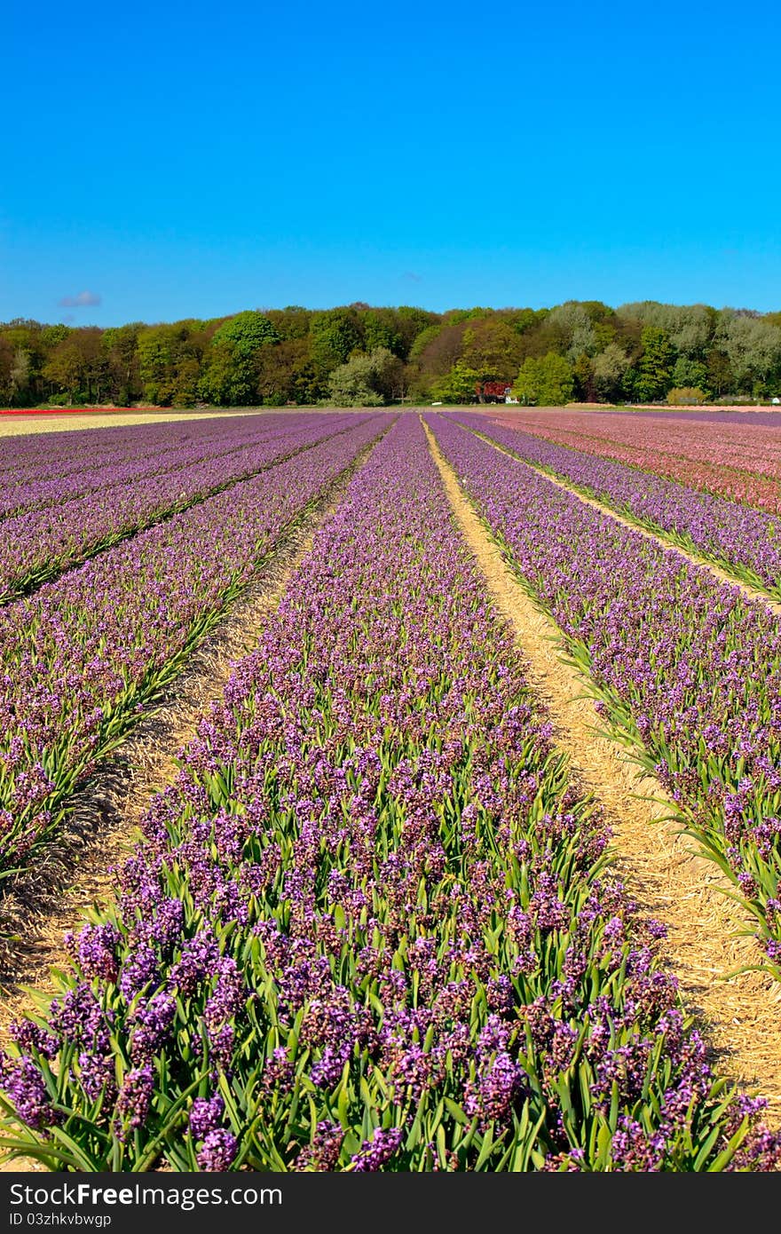 Field of purple hyacinths in spring