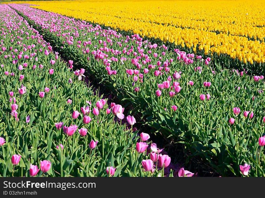 Pink and yellow tulips