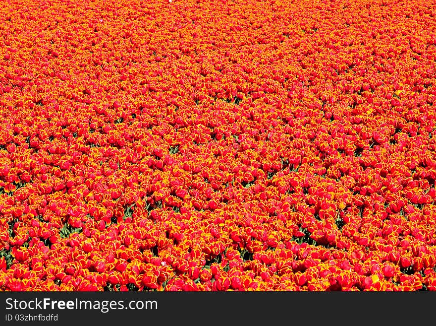 Orange tulips