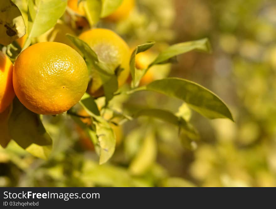 An orange fruit still attached to its tree among its peers. An orange fruit still attached to its tree among its peers