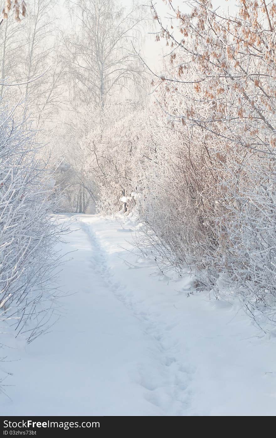 Winter Footpath On Snow Among Frozen Bushes