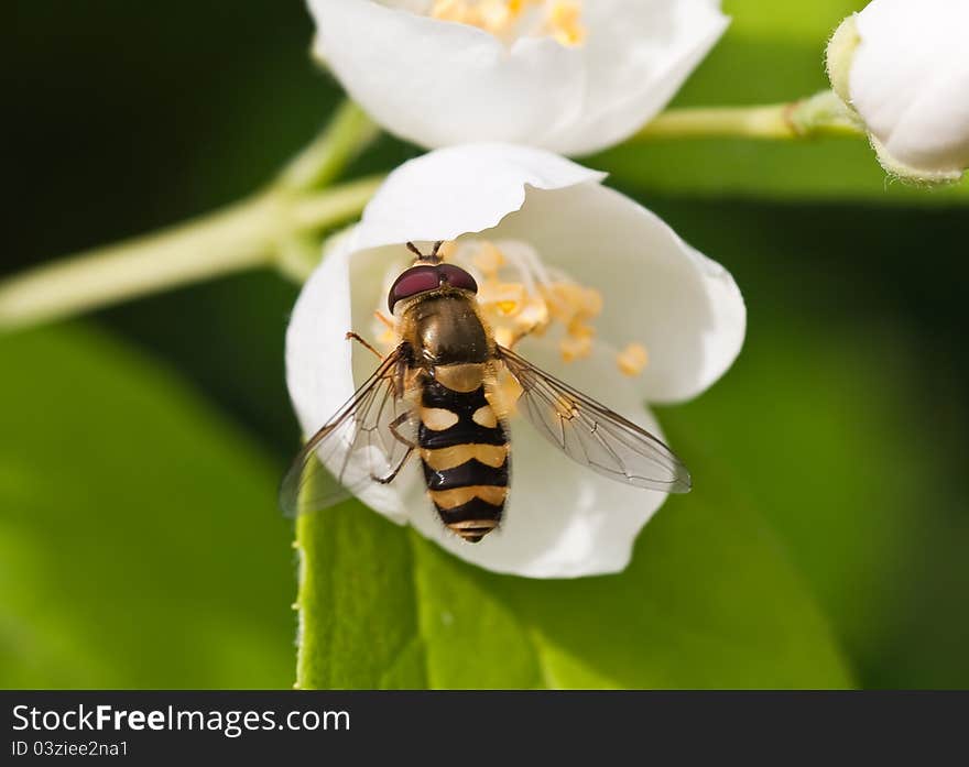 Eristalis tenax on Jasmine flower