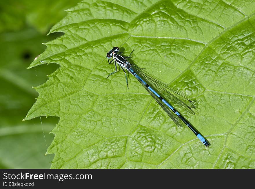 Coenagrion pulchellumon on a green leaf