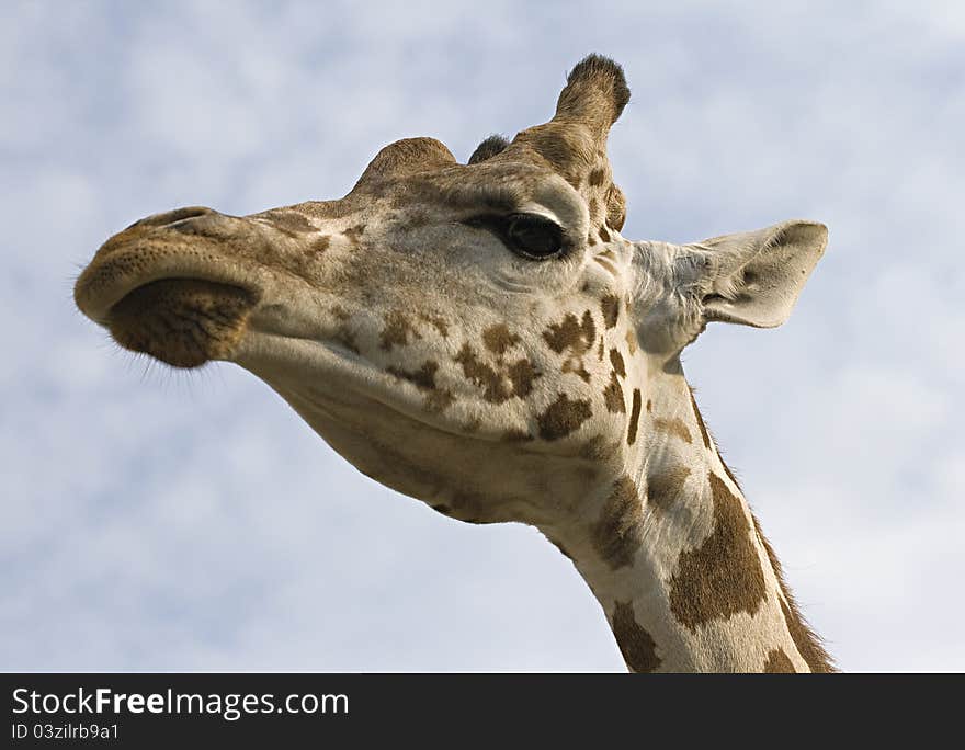 Giraffe's neck and head, view from below