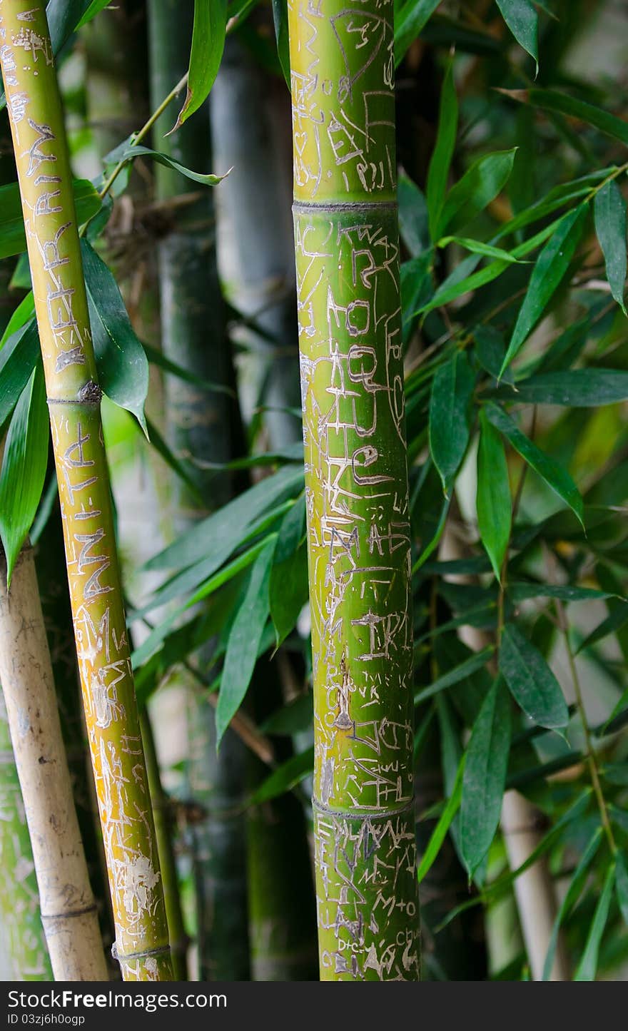 Bamboo Messages