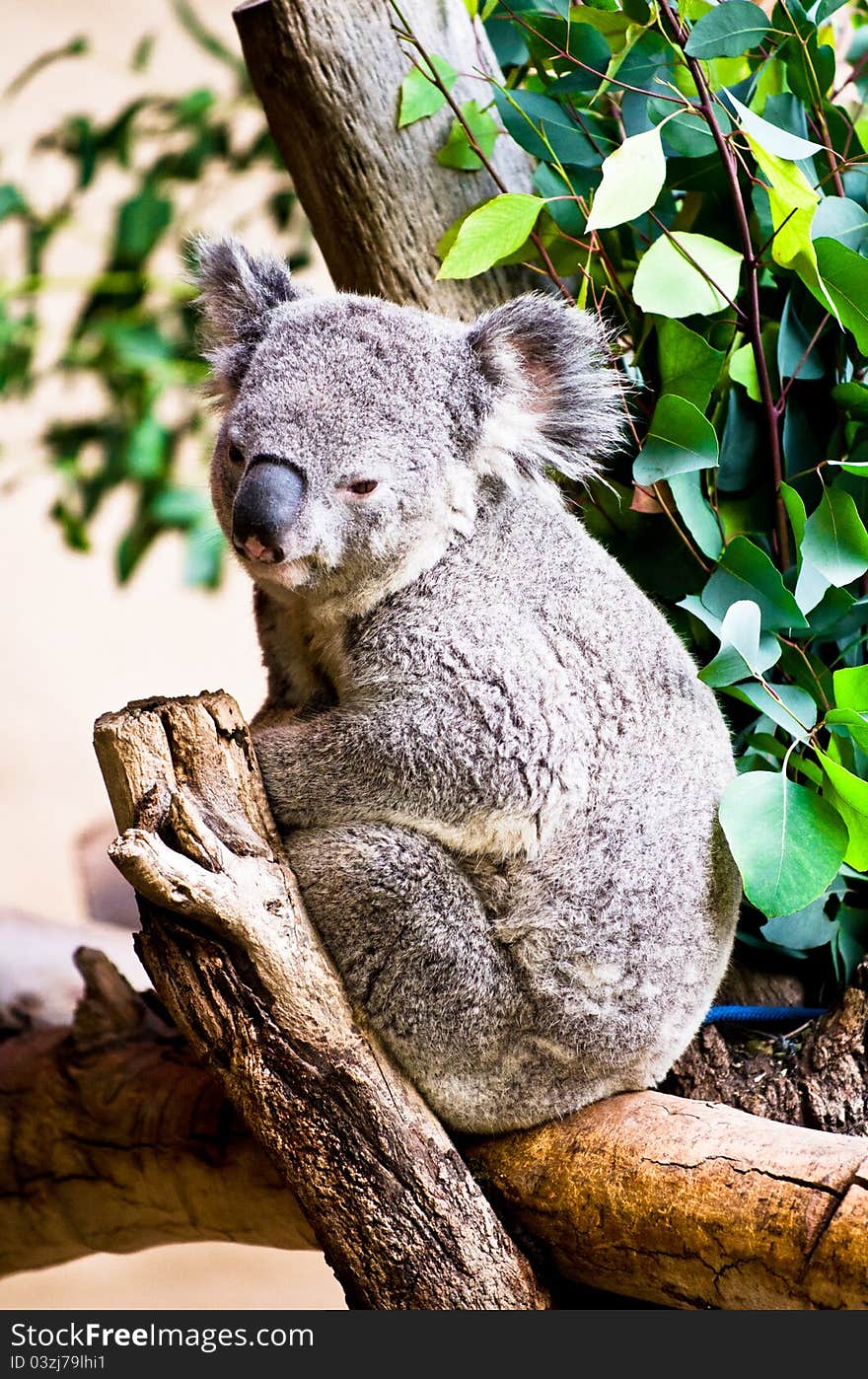 Koala resting in the nook of a tree with eucalyptus leaves nearby.