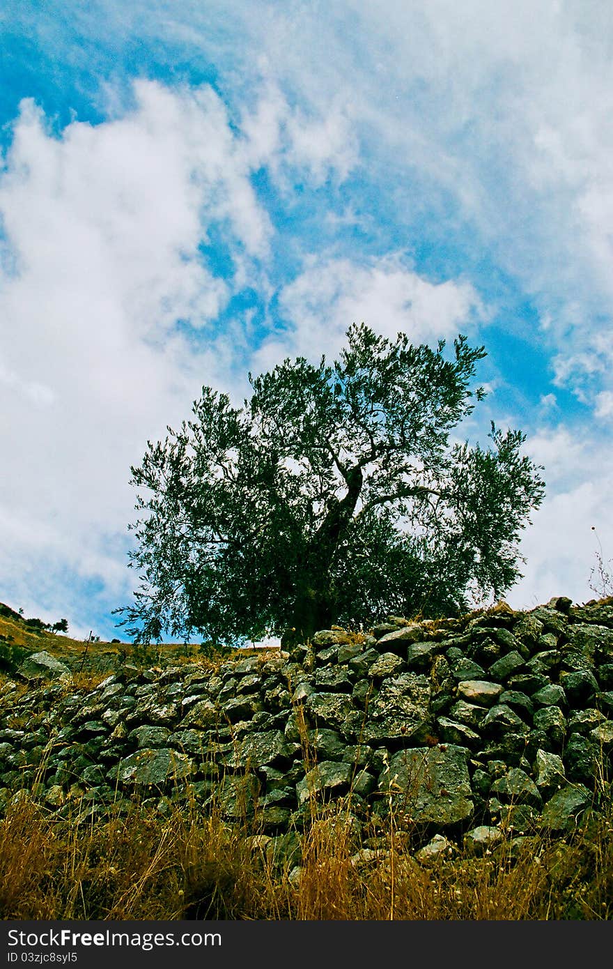 A picture of tree in mountain. A picture of tree in mountain