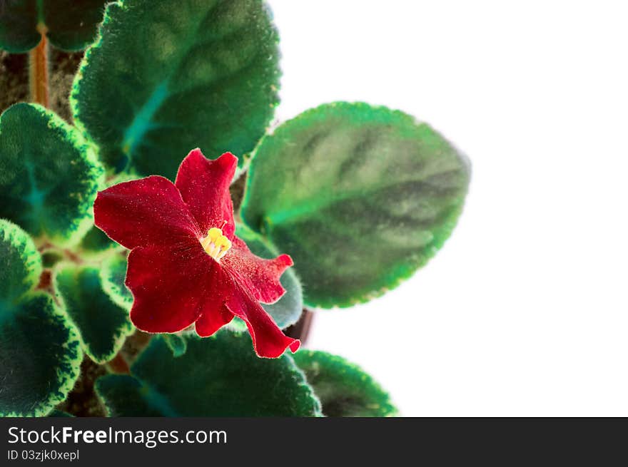 Red flower Saintpaulia on a background of green leaves