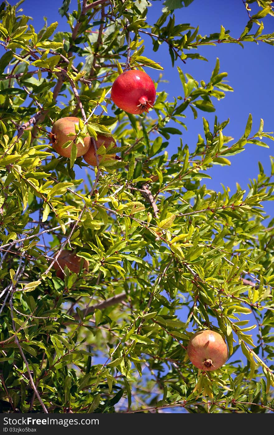 A pomegranate tree on a farm in turkey