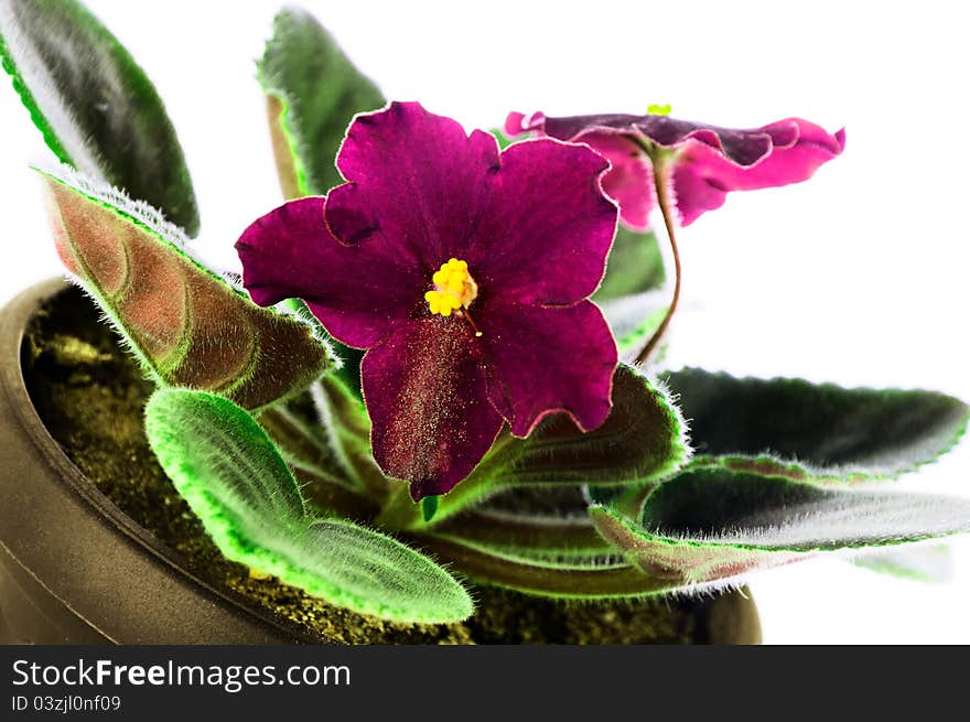 Saintpaulia Close-up  Petals Light Violet Colors