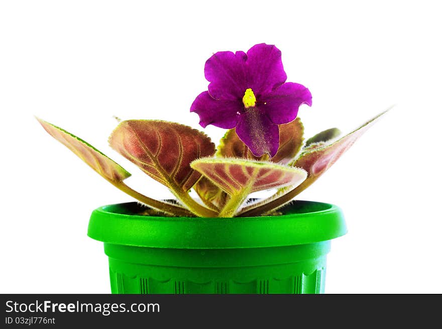 Saintpaulia in a green pot. Isolated on a white background. A flower light violet colors with yellow stamens in the center