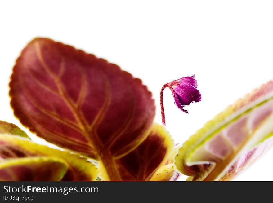 Saintpaulia close-up. Young flower in focus. Isolated in the white background. Saintpaulia close-up. Young flower in focus. Isolated in the white background