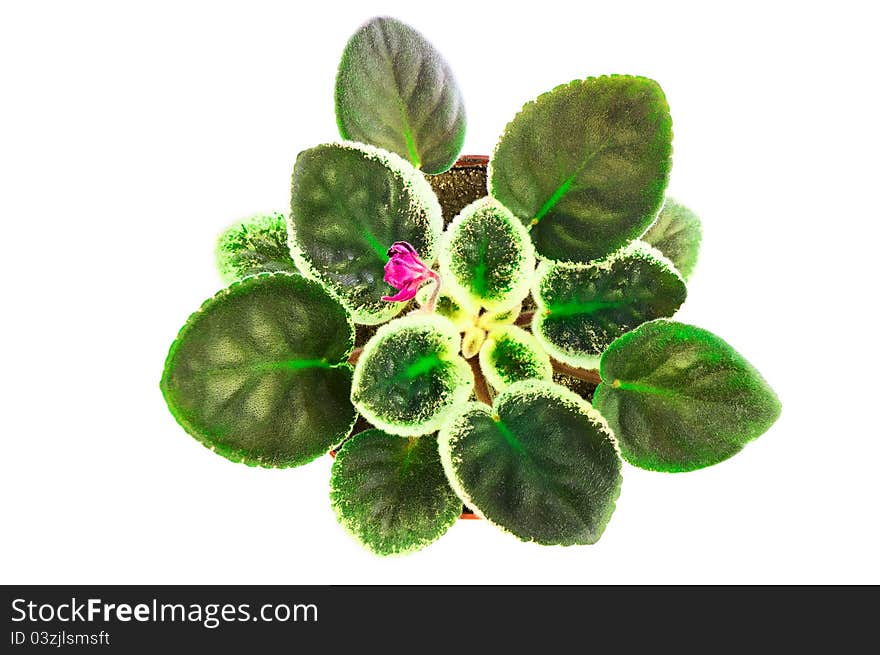 Saintpaulia isolated on a white background. Young leaves it is light green color plan view. Saintpaulia isolated on a white background. Young leaves it is light green color plan view