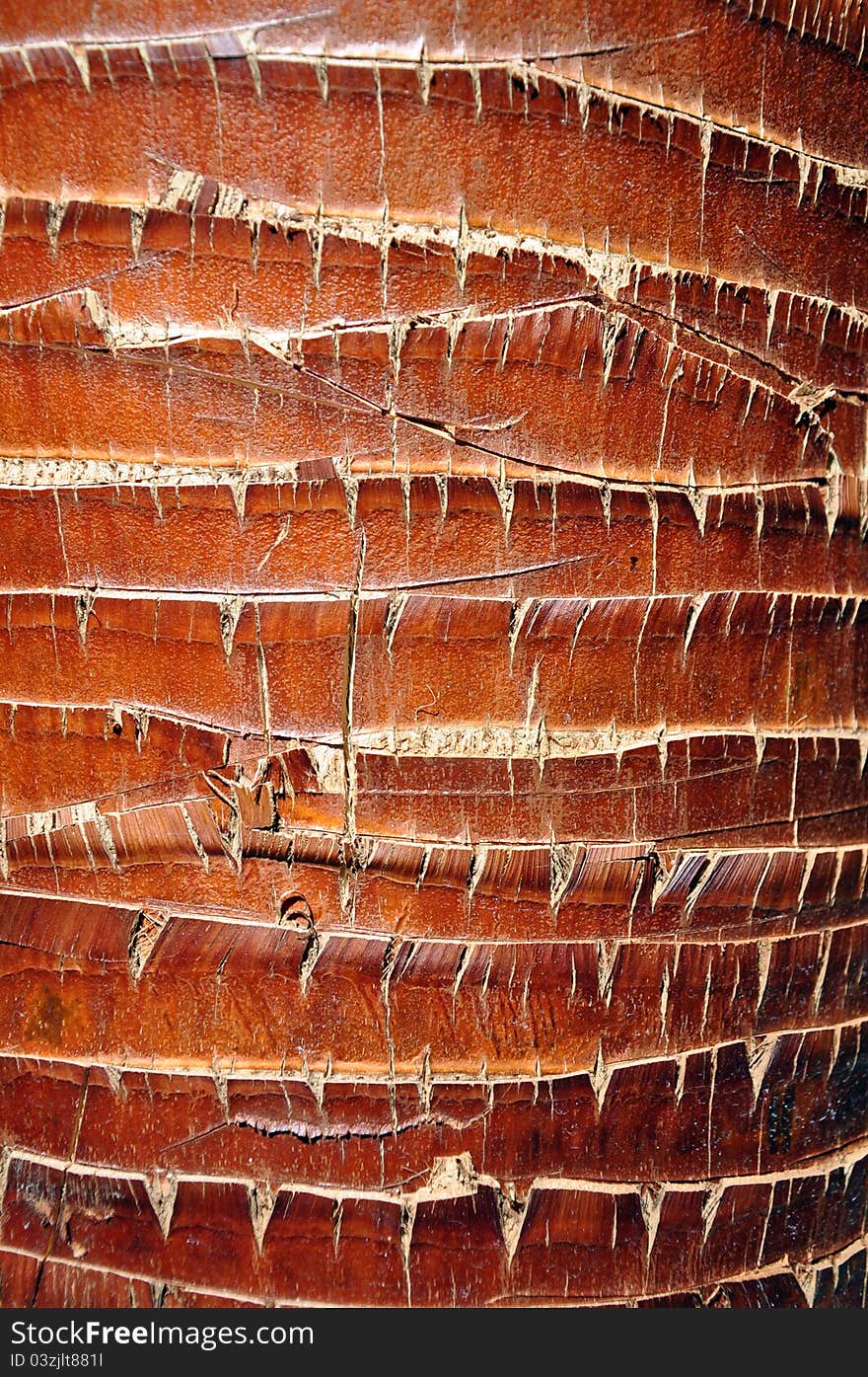 The textured bark of a birch tree