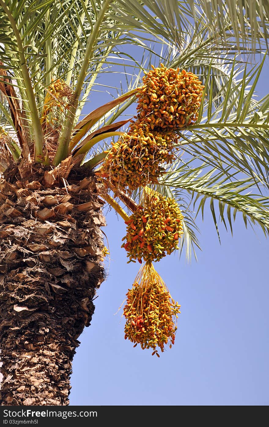 A date palm laden with bunches of ripe healthy fruit. A date palm laden with bunches of ripe healthy fruit