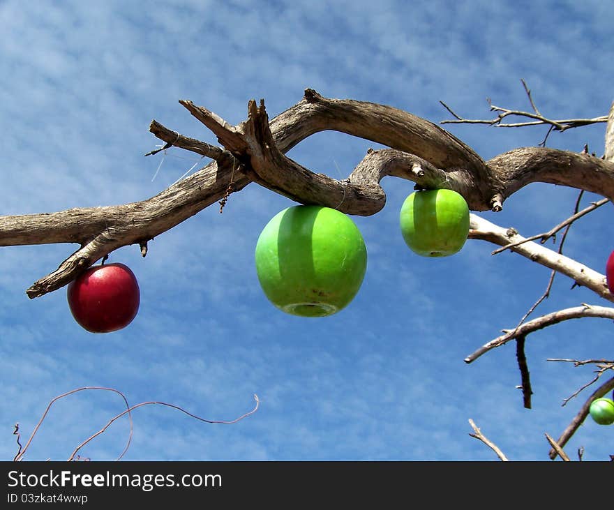 The Branch with Apples