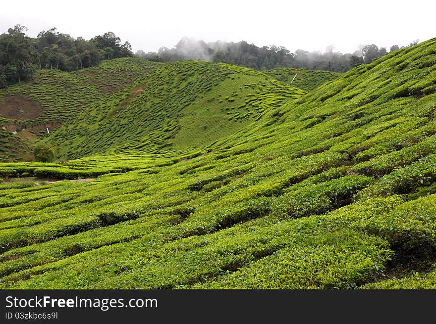 Highland Resort - Tea Plantation