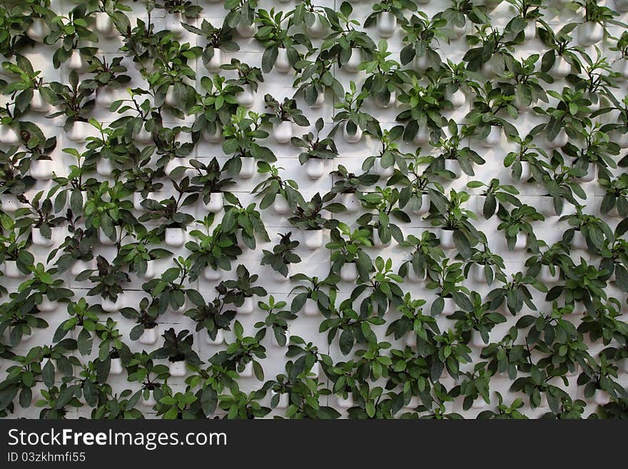 The green vegetables very small leaf arranges the wall body that the tidy bottom noodles foam does. The green vegetables very small leaf arranges the wall body that the tidy bottom noodles foam does