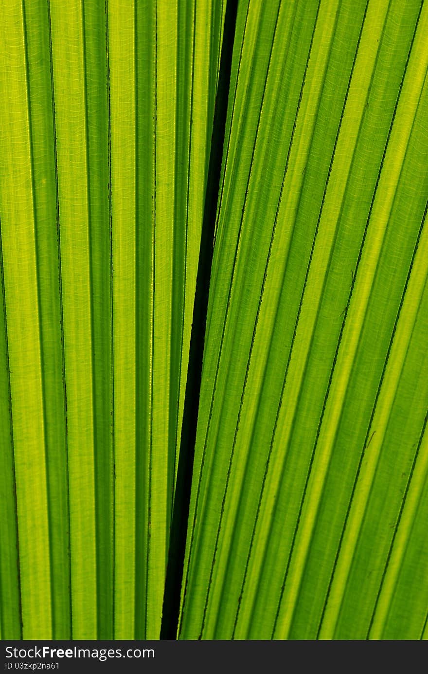 Abstract patterns on green palm frond. Abstract patterns on green palm frond