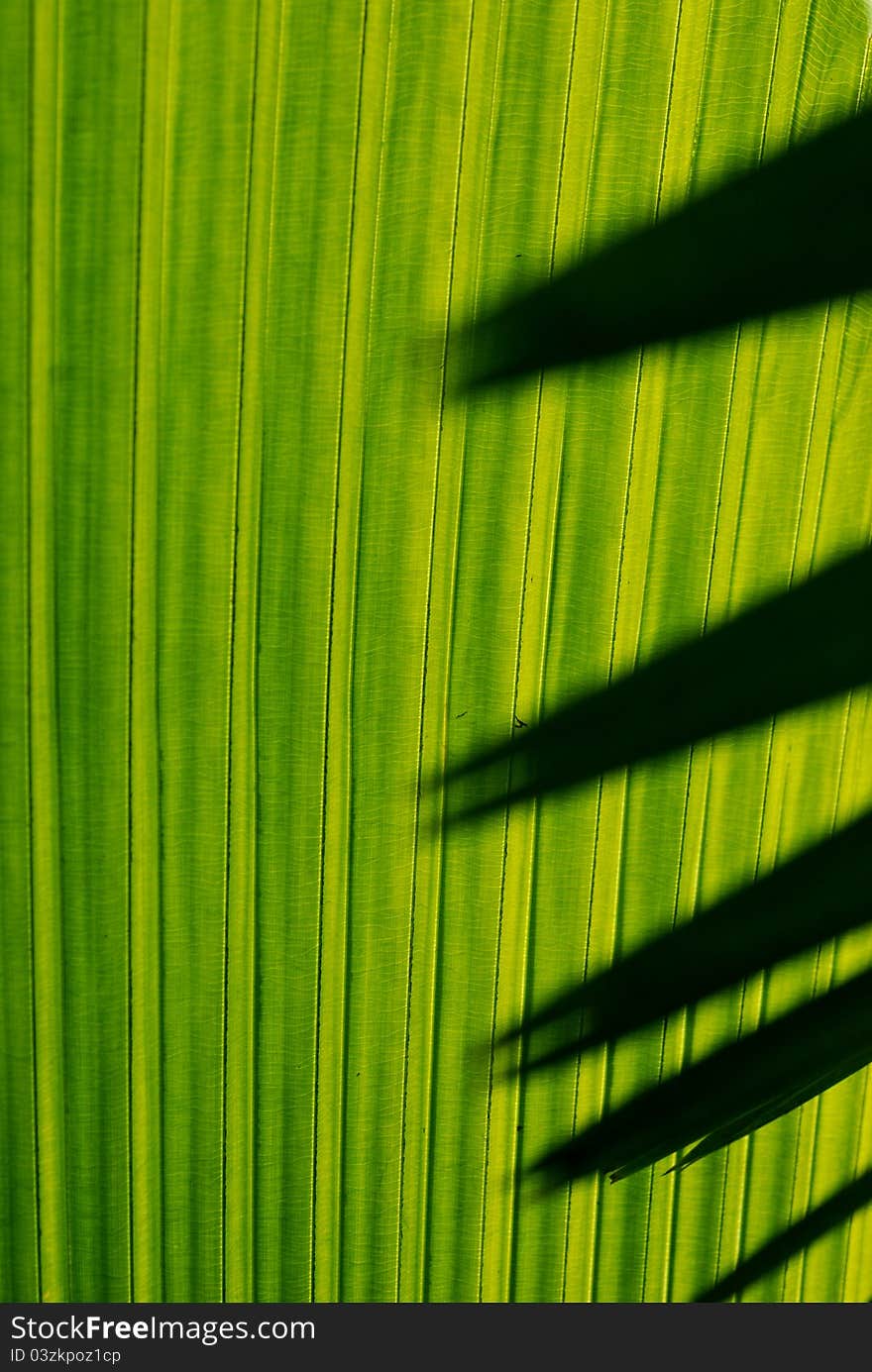 Abstract shadow patterns on green palm frond. Abstract shadow patterns on green palm frond