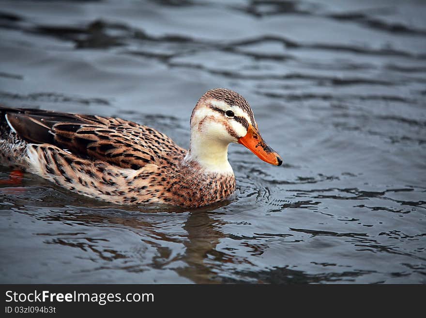 Wild duck female