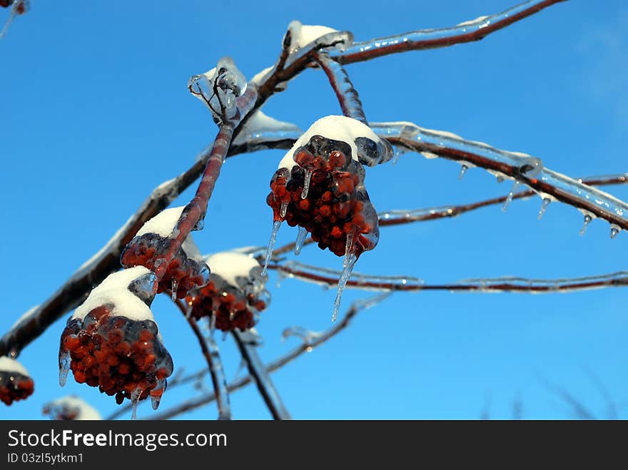 Sun sparkled the tree branch in ice