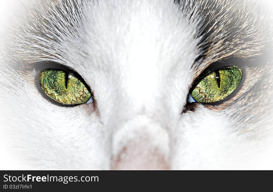 Green eyed cat close up - home pet