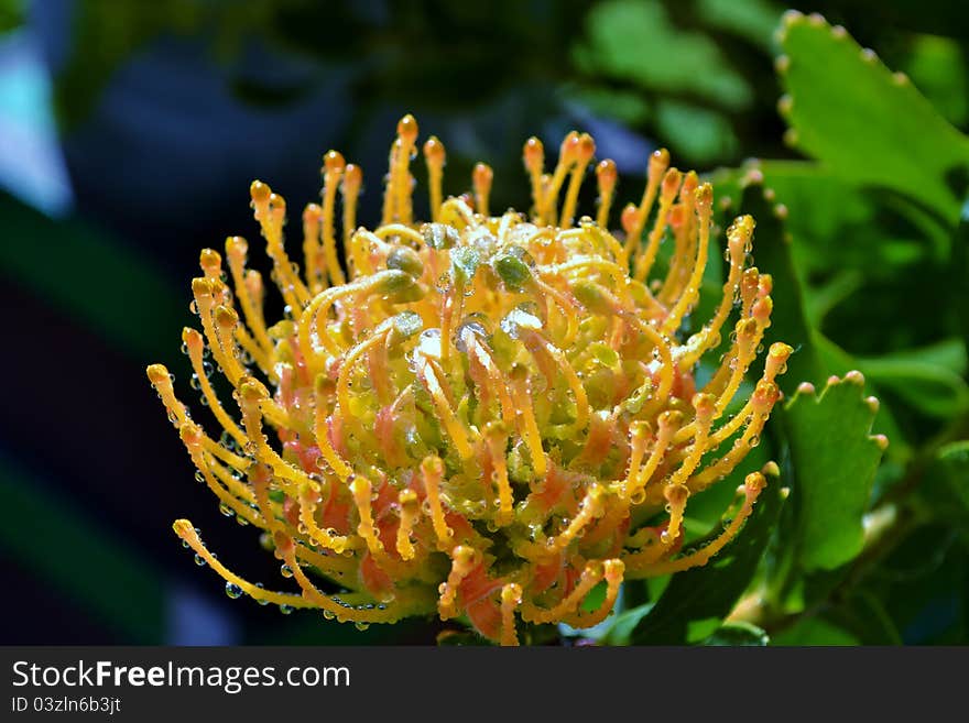 Common Pincushion Blossom