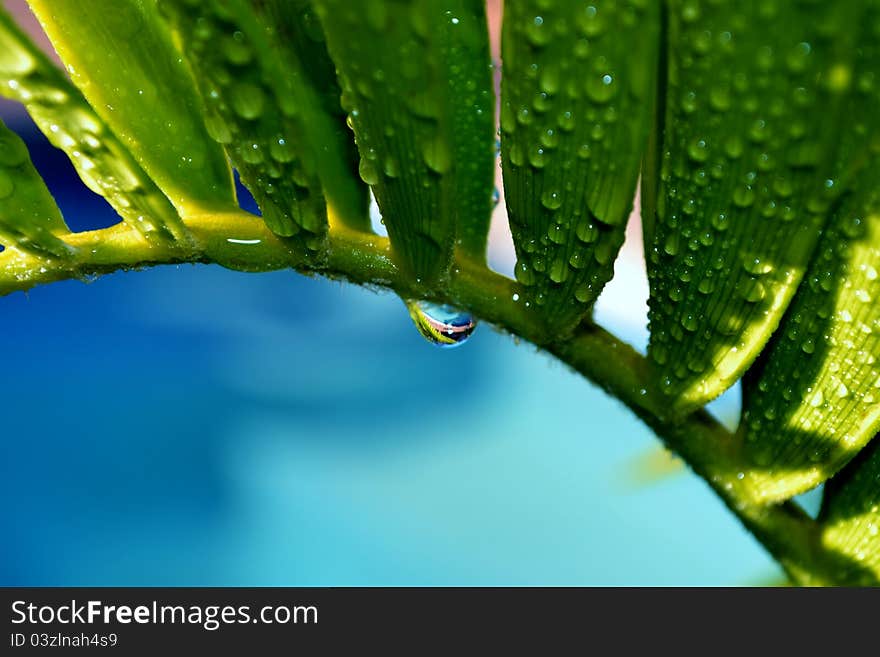 Close up of karoo cycad e lehmannii leaf with raindrop