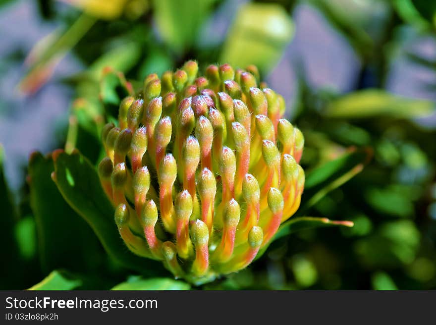 Pincushion blossom