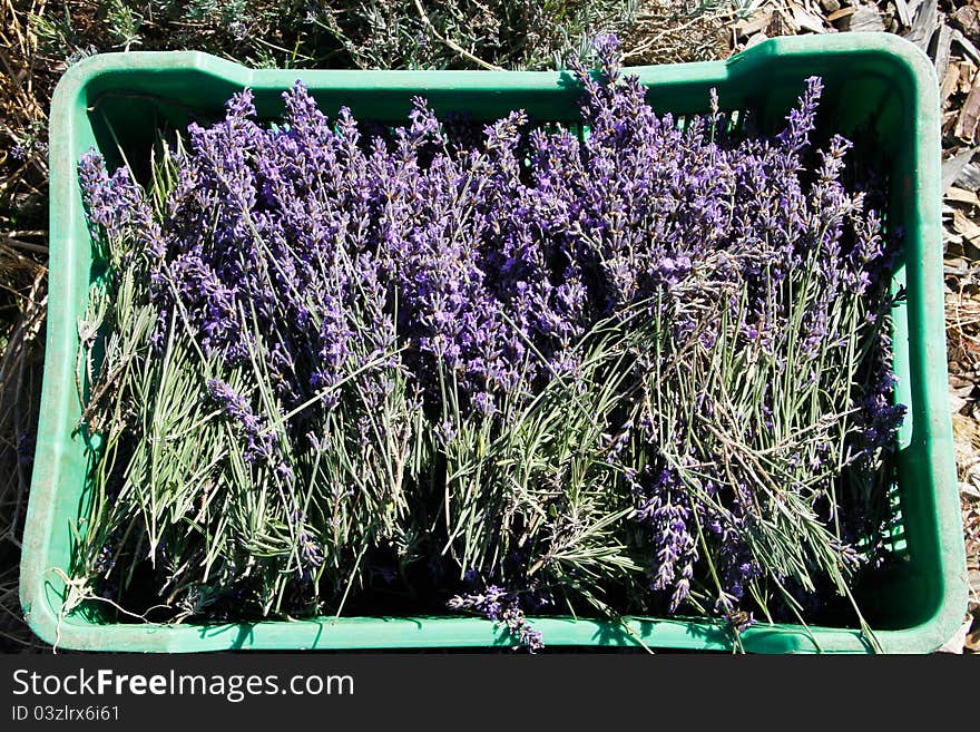 Organically grown english lavender flower plants harvested to be used in essential oils distillation. Organically grown english lavender flower plants harvested to be used in essential oils distillation