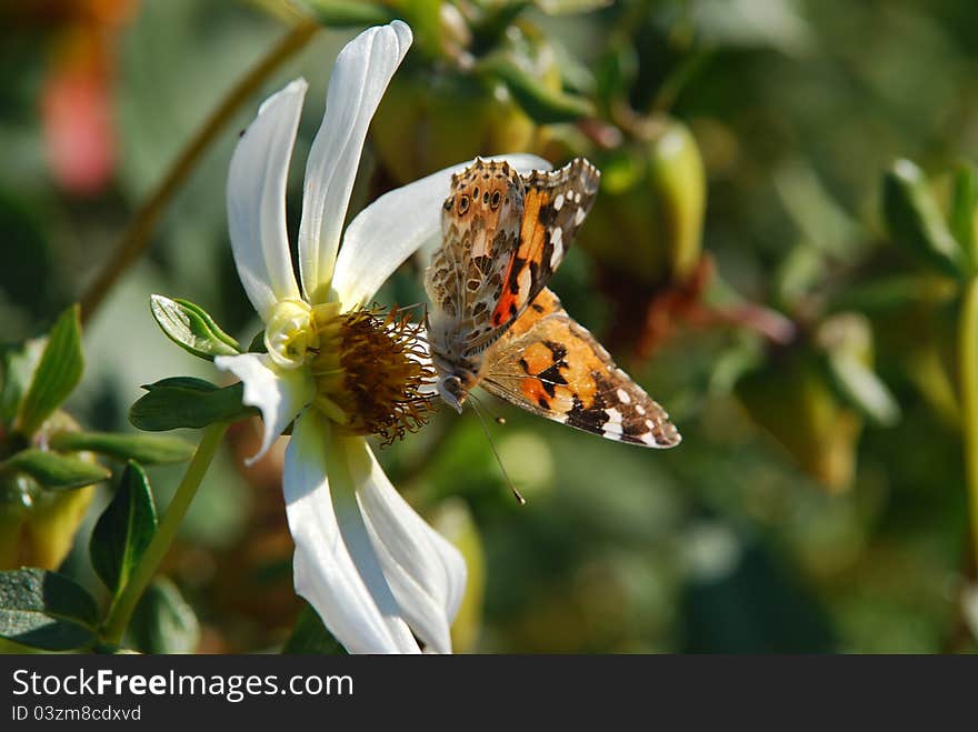 Vanessa cardui is a well-known colourful butterfly, known as the Painted Lady, or in North America as the Cosmopolitan