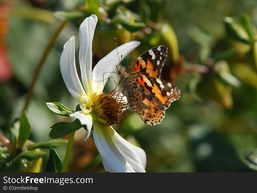 Vanessa cardui is a well-known colourful butterfly, known as the Painted Lady, or in North America as the Cosmopolitan