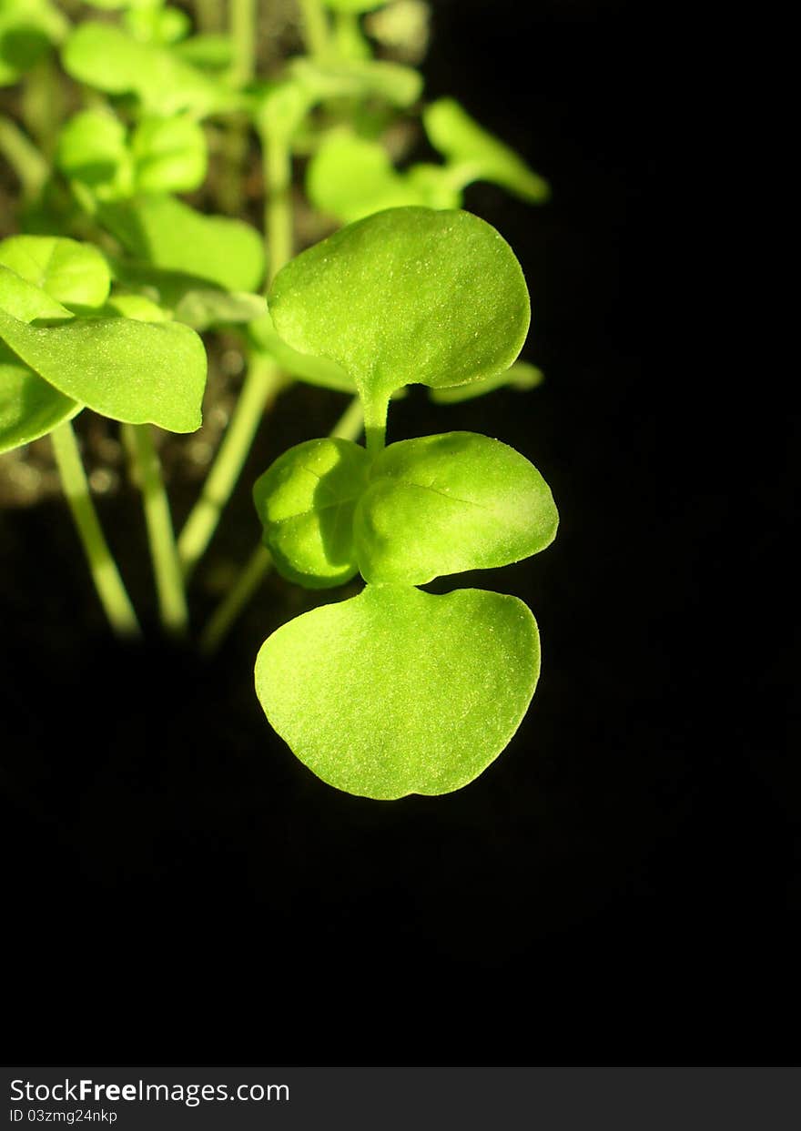 Basil plants growing in soil