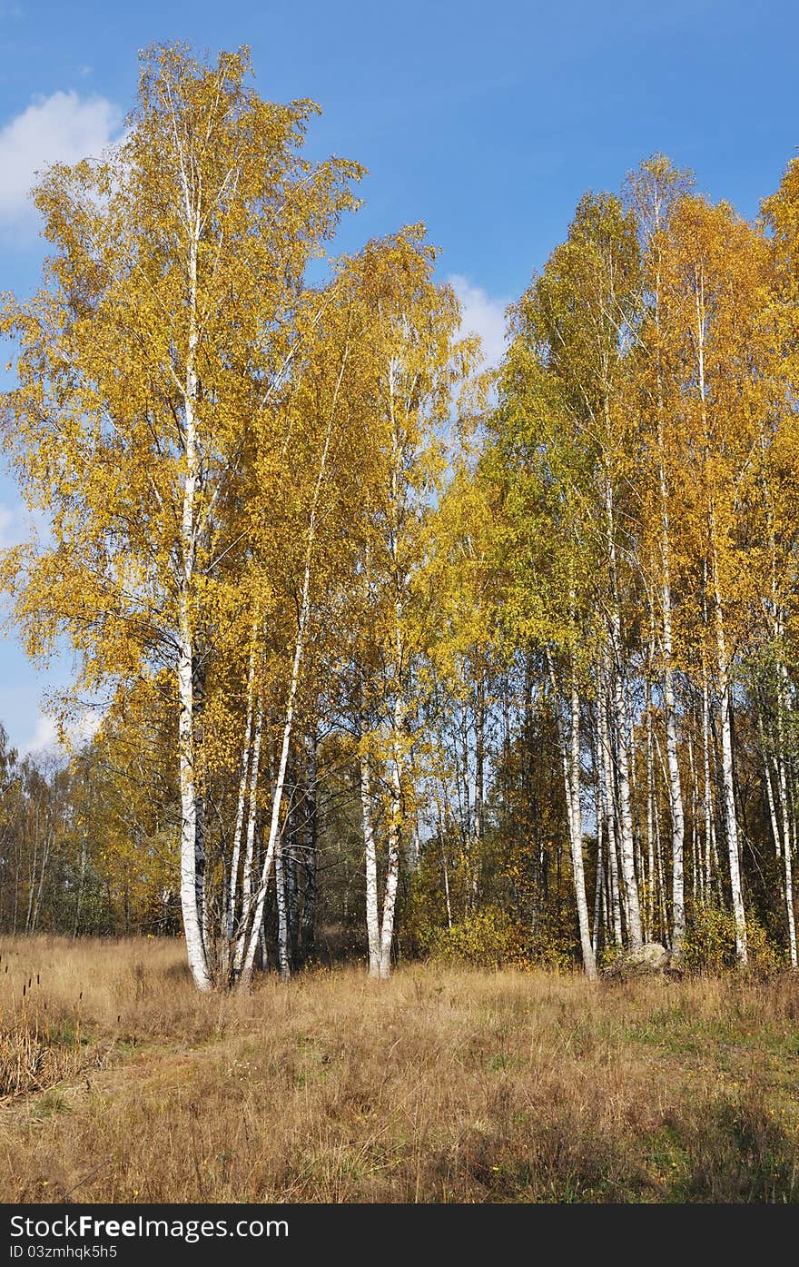 Yellow birch trees on sunny autumn day. Yellow birch trees on sunny autumn day