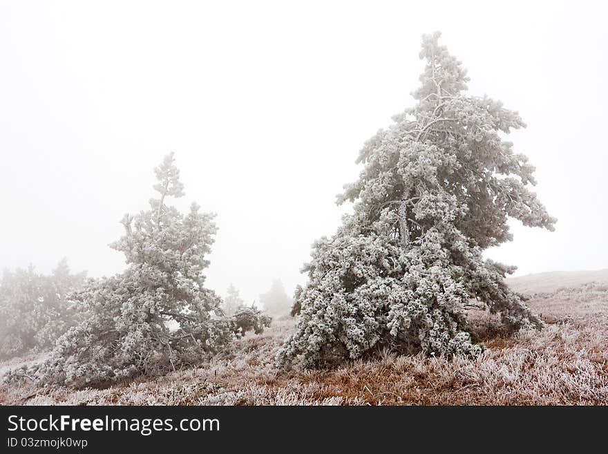 Landscape with pines in mist