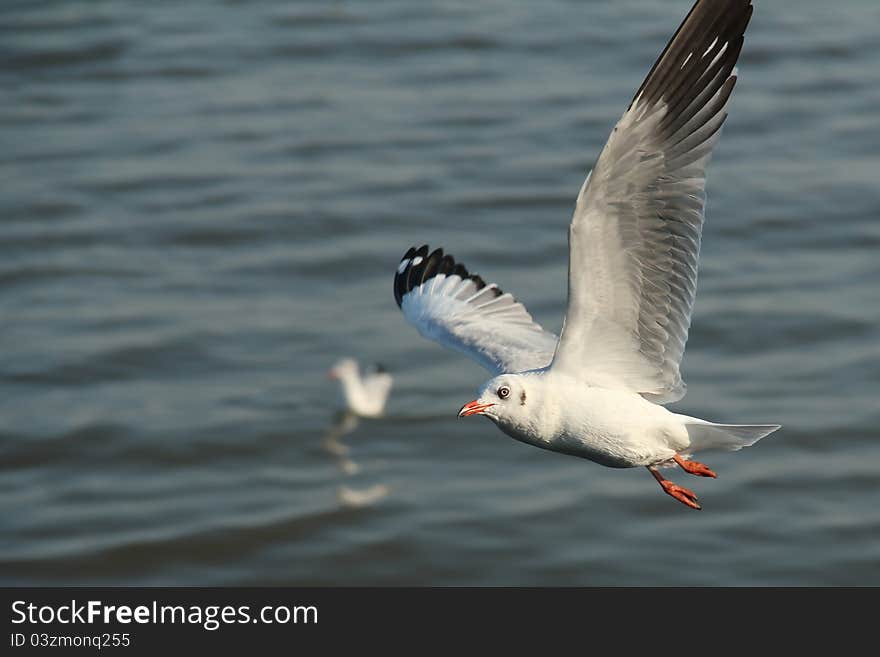 Seagull flying on the sea .