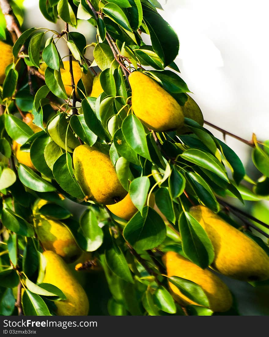 Branches of pear tree, on partly white. Branches of pear tree, on partly white