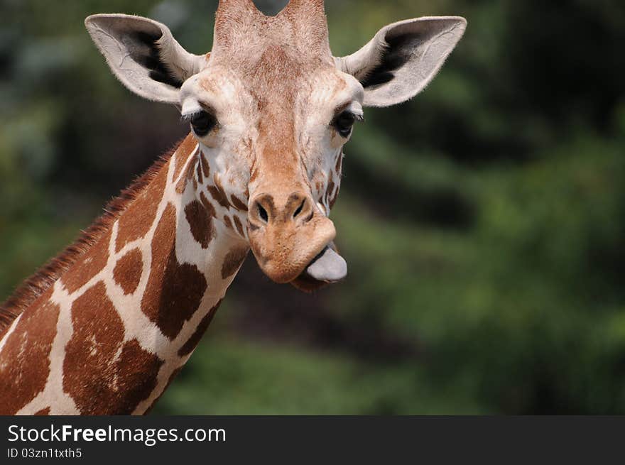 Giraffe head with visible tongue